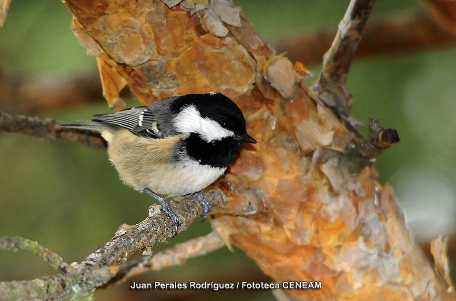 Periparus ater (Linnaeus, 1758)