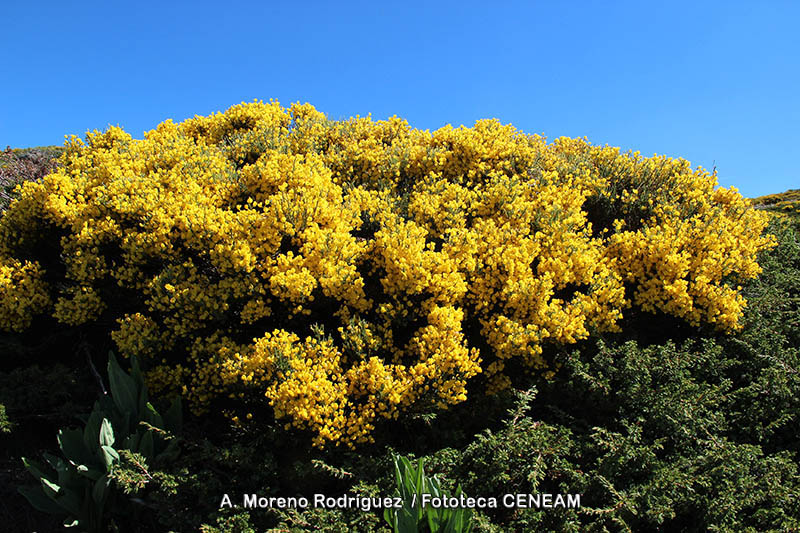 Cytisus oromediterraneus (G. López & C.E. Jarvis) Rivas Mart., T.E. Díaz, Fern. Prieto, Loidi & Penas