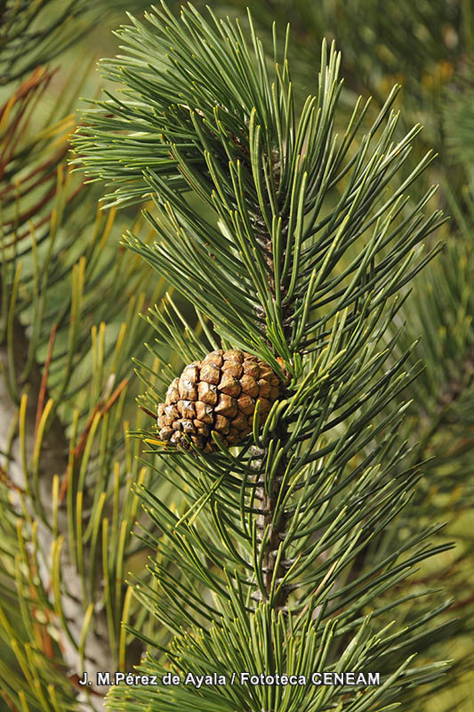 Pinus uncinata DC.