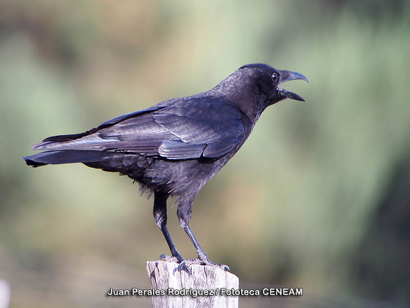 Corvus corone Linnaeus, 1758