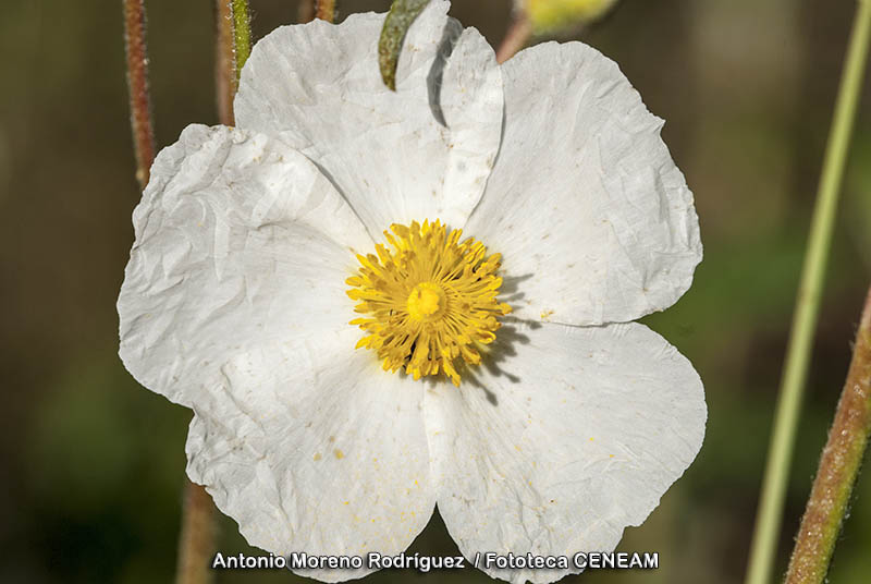 Cistus laurifolius L.