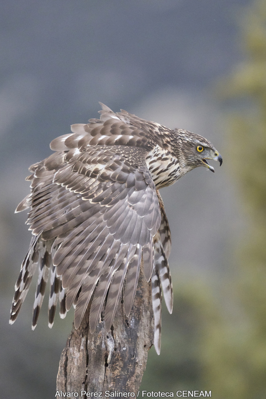 Aves