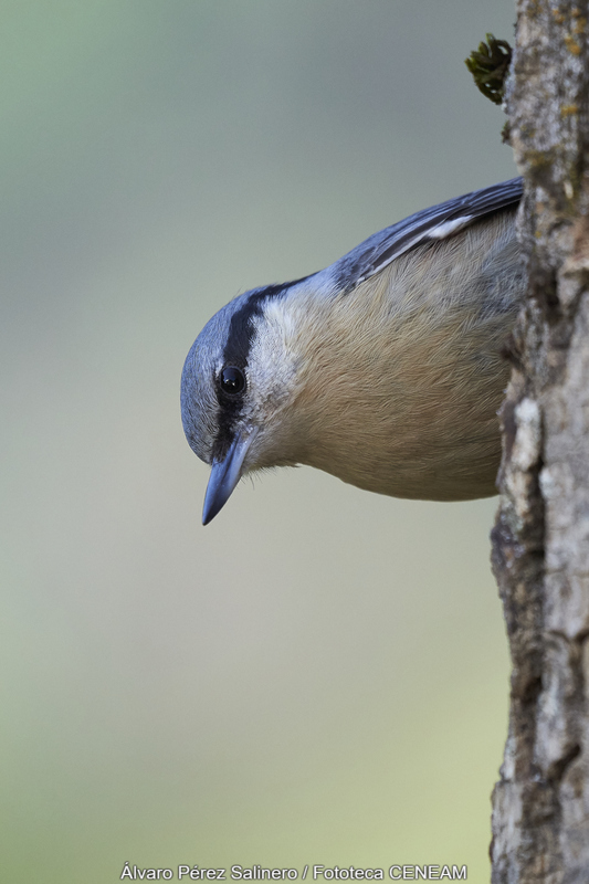 Aves