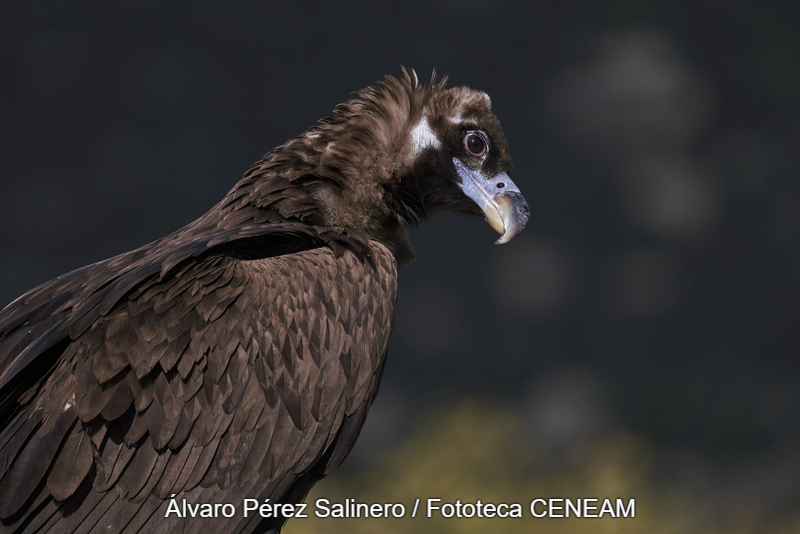 Sierra Norte de Guadarrama