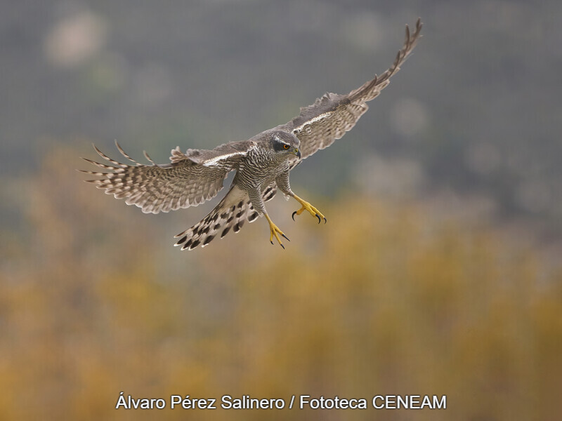 Aves
