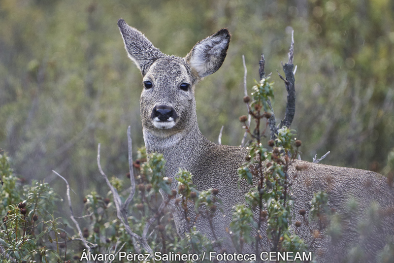 Capreolus capreolus (Linnaeus, 1758)