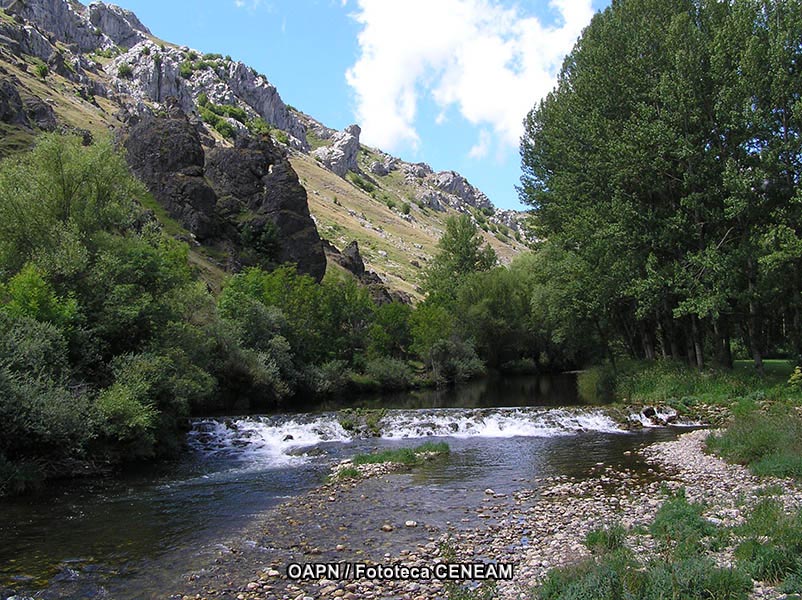 Babia