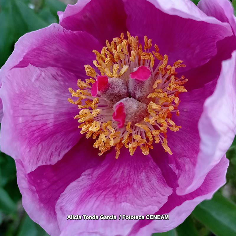 Paeonia broteri Boiss. & Reut.