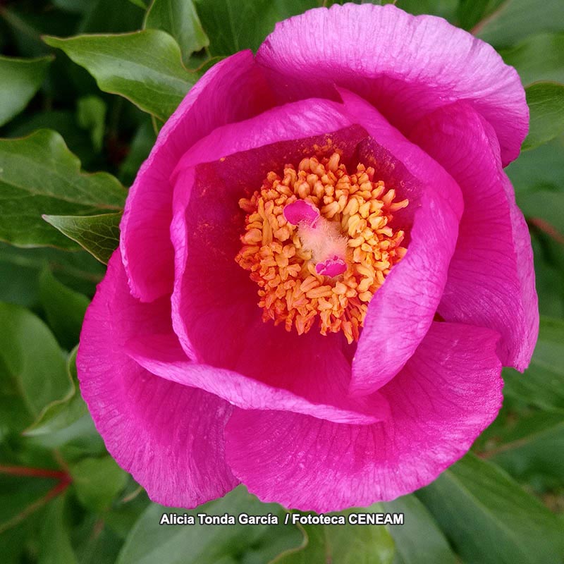 Paeonia broteri Boiss. & Reut.