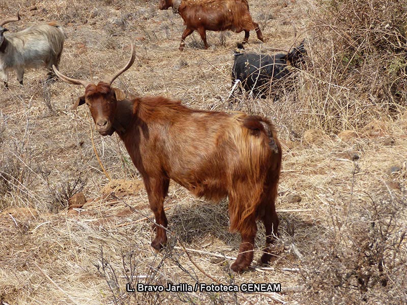 Sierras de Cazorla Segura y Las Villas