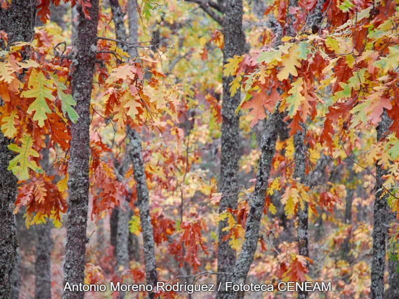 Quercus pyrenaica Willd.