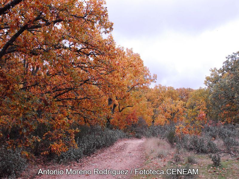 Quercus pyrenaica Willd.