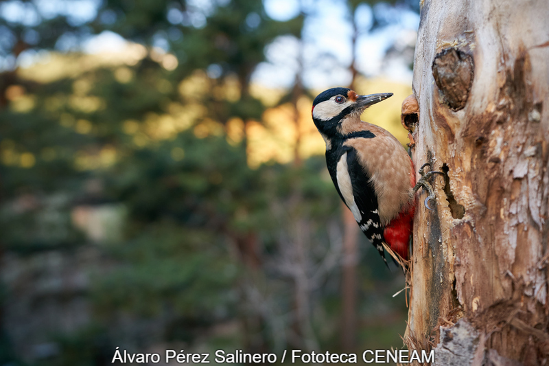 Sierra Norte de Guadarrama
