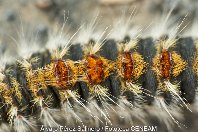 Sierra Norte de Guadarrama