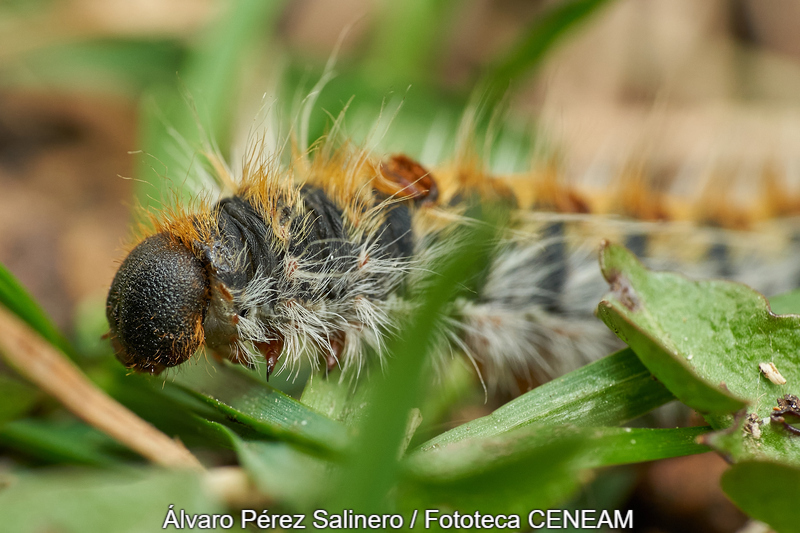 Sierra Norte de Guadarrama