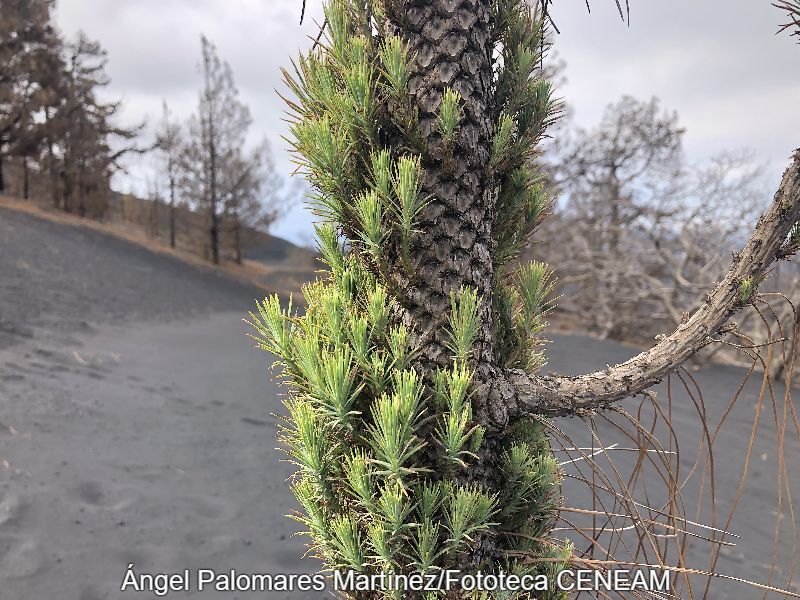 Pinus canariensis DC.