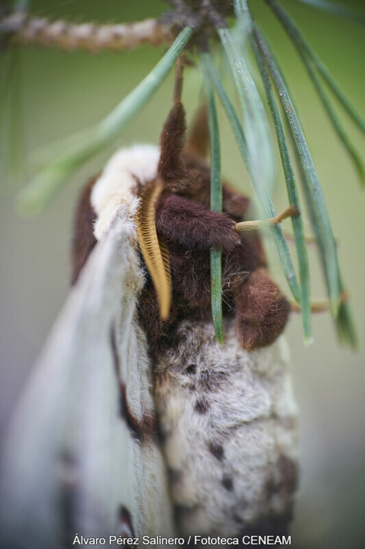 Sierra Norte de Guadarrama