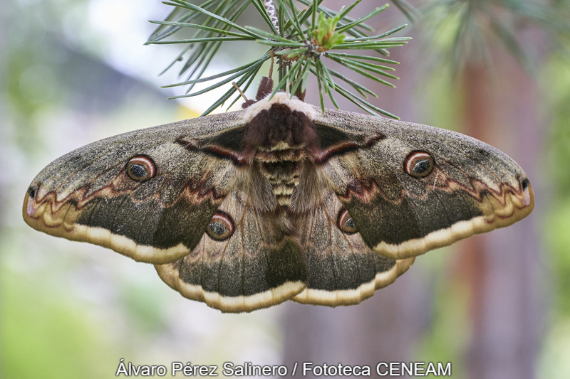 Sierra Norte de Guadarrama