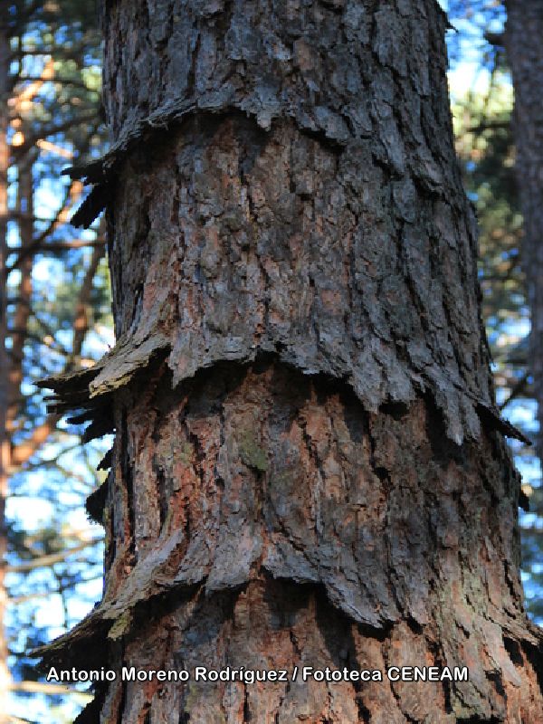 Pinus sylvestris L.