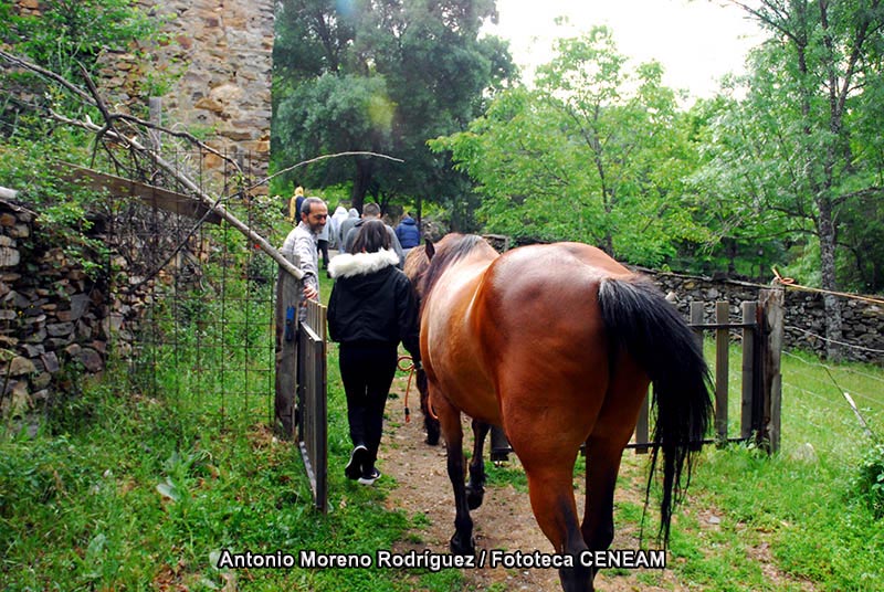 Equus caballus caballus Linnaeus, 1758