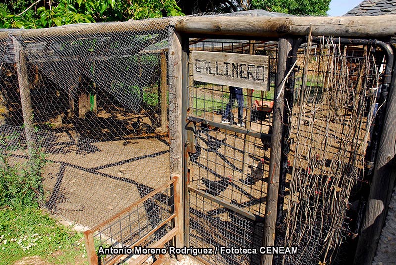 Gallus gallus domesticus