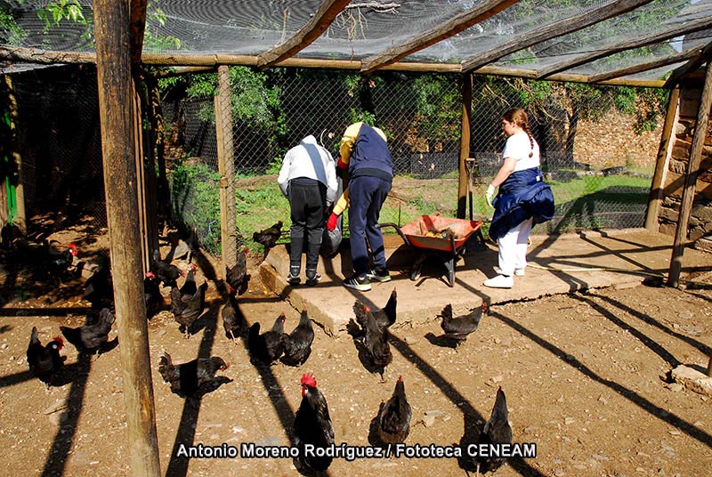 Gallus gallus domesticus