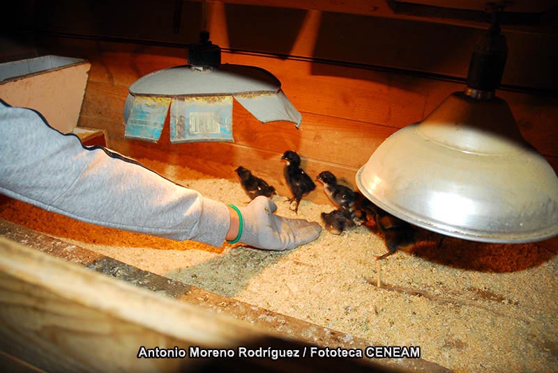 Gallus gallus domesticus