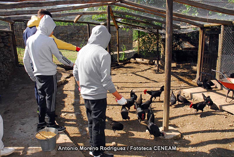 Gallus gallus domesticus