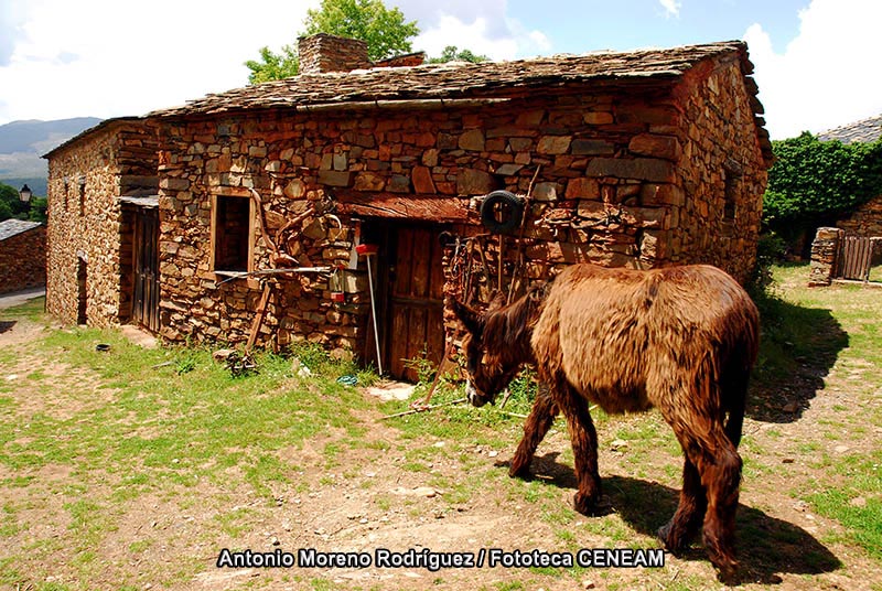 Equus asinus asinus Linnaeus, 1758