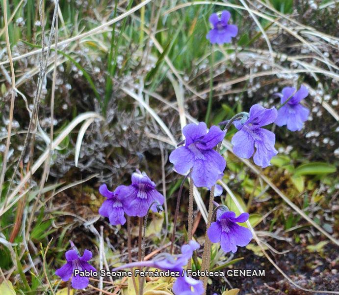 Aigüestortes i Estany de Sant Maurici