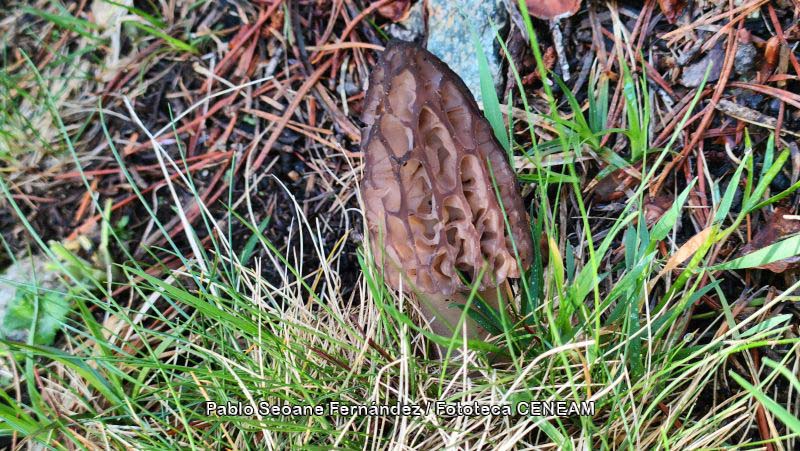 Aigüestortes i Estany de Sant Maurici