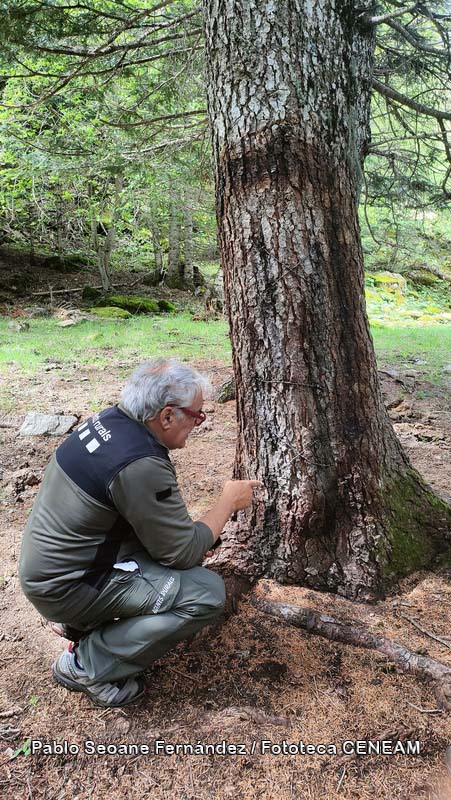 Aigüestortes i Estany de Sant Maurici