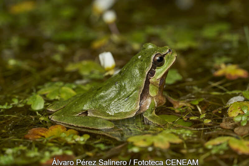 Anfibios