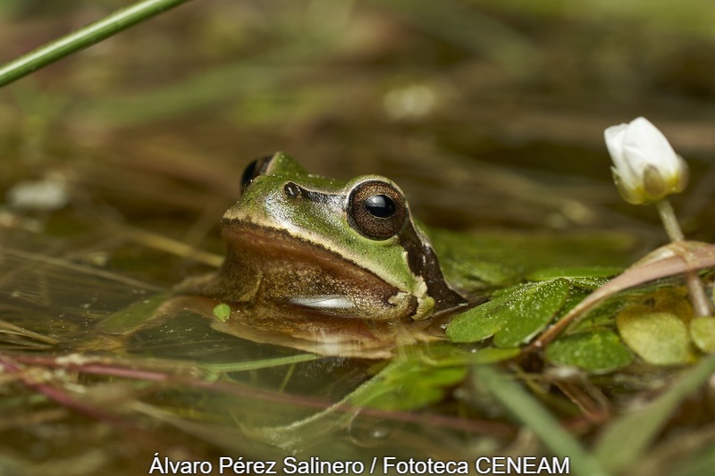 Sierra Norte de Guadarrama