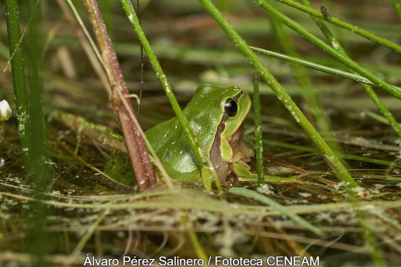 Hyla molleri (Bedriaga, 1889)