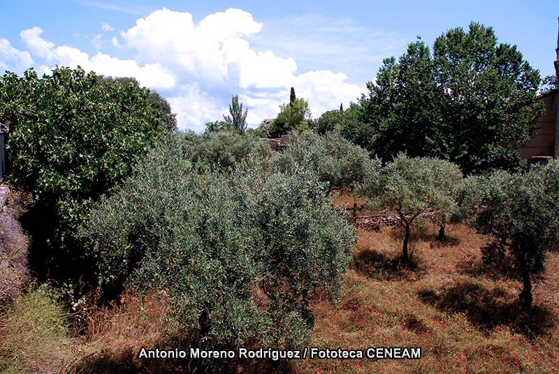 Olea europaea L.