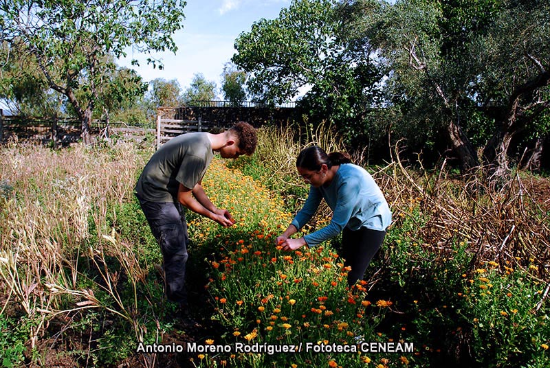 Calendula arvensis (Vaill.) L.