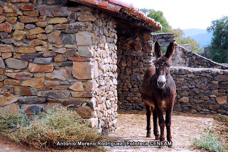 Equus asinus asinus Linnaeus, 1758
