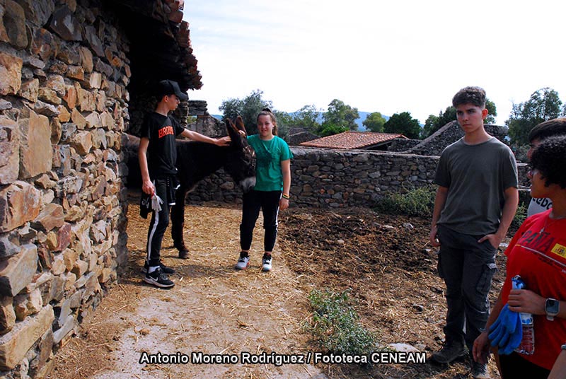 Equus asinus asinus Linnaeus, 1758