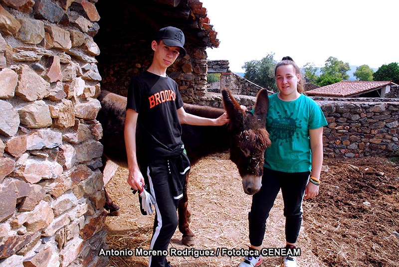 Equus asinus asinus Linnaeus, 1758