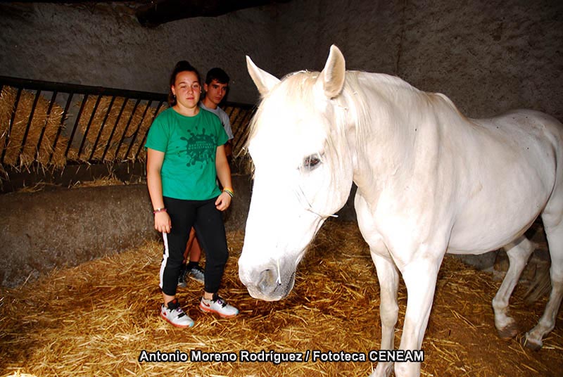 Equus caballus caballus Linnaeus, 1758