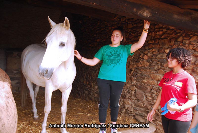 Equus caballus caballus Linnaeus, 1758