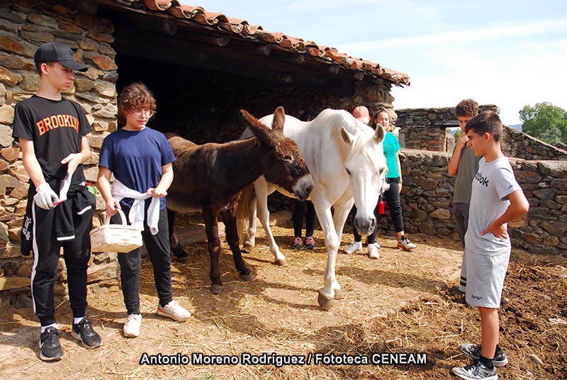 Equus caballus caballus Linnaeus, 1758