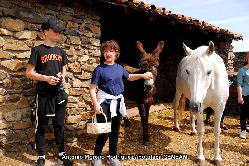 Equus caballus caballus Linnaeus, 1758