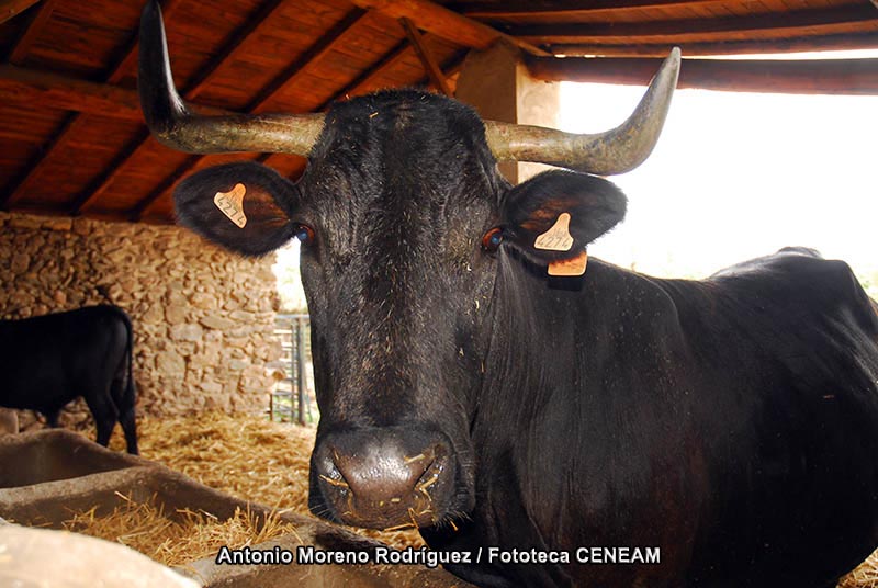 Bos taurus Linnaeus, 1758