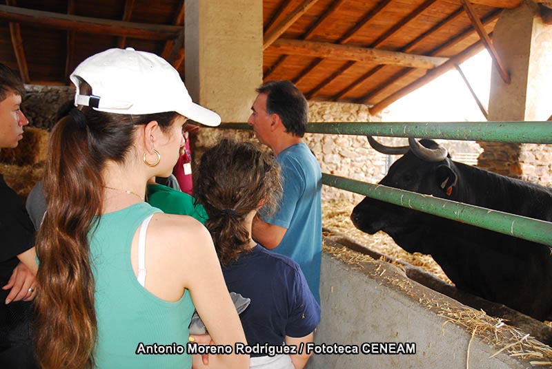 Bos taurus Linnaeus, 1758