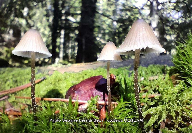 Aigüestortes i Estany de Sant Maurici