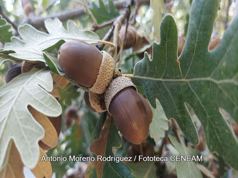 Quercus pyrenaica Willd.