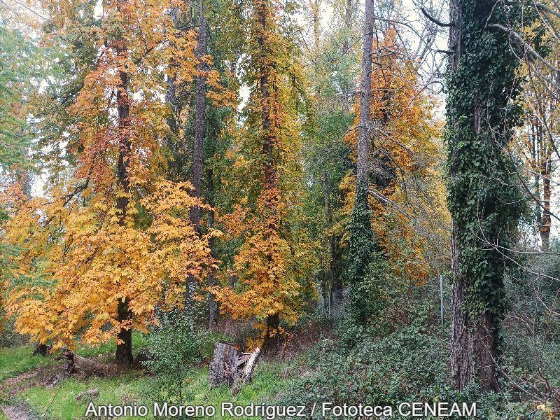 Aesculus hippocastanum L.