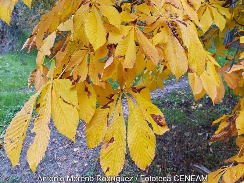Aesculus hippocastanum L.